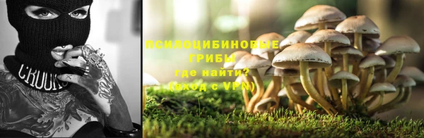 ГАЛЛЮЦИНОГЕННЫЕ ГРИБЫ Верея